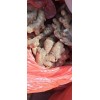 生姜價格13176070878