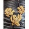 姜種大量批發13615498815