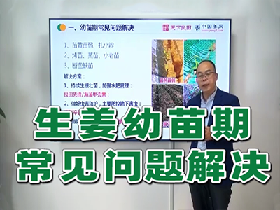 生姜種植：幼苗期常見解決問題 (1720播放)