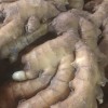 生姜購銷13176070878