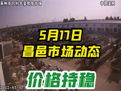 5月17日 萊州生姜交易實況（價格平穩） (704播放)