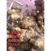 大量出售小黃姜