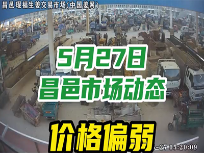 5月27日 昌邑生姜交易實況（價格偏弱） (2072播放)