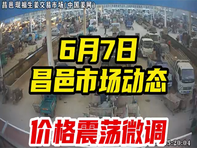 6月7日 昌邑生姜交易實況（價格震蕩） (2137播放)