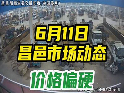 6月11日 昌邑生姜交易實況（價格偏硬） (2493播放)