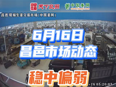 6月16日 昌邑生姜交易實(shí)況（穩(wěn)中偏弱） (2151播放)