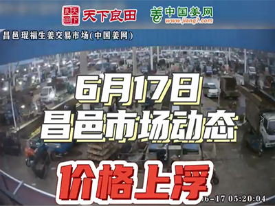 6月17日 昌邑生姜交易實(shí)況（價(jià)格上浮） (2164播放)