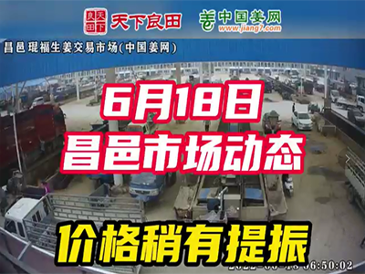 6月18日 昌邑生姜交易實況（貨少價漲） (2310播放)