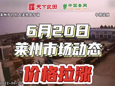 6月20日 萊州生姜交易實況（價格拉漲） (703播放)