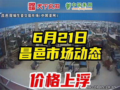 6月21日 昌邑生姜交易實況（價格上?。?(990播放)