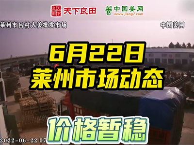 6月22日 萊州生姜交易實況（價格暫穩） (890播放)