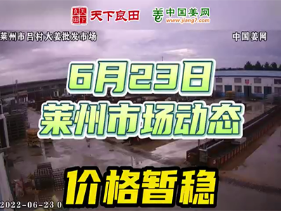 6月23日 萊州生姜交易實況（價格暫穩） (1148播放)