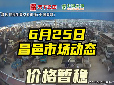 6月25日 昌邑生姜交易實況（價格平穩） (2209播放)
