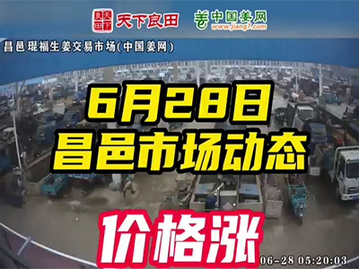 6月28日 昌邑生姜交易實況（價格上漲） (2261播放)