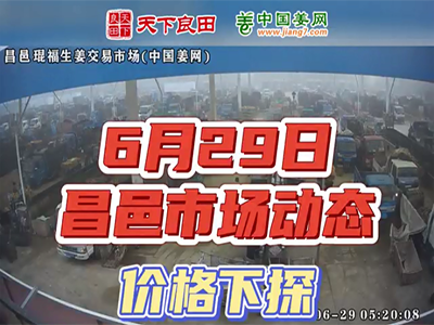 6月29日 昌邑生姜交易實況（價格下探） (2458播放)
