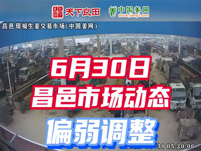 6月30日 昌邑生姜交易實況（價格偏弱） (2196播放)