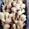 生姜大量批發(fā)13176070878