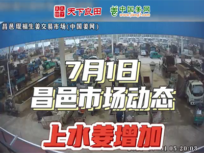 7月1日 昌邑生姜交易實況（有上水姜） (2206播放)
