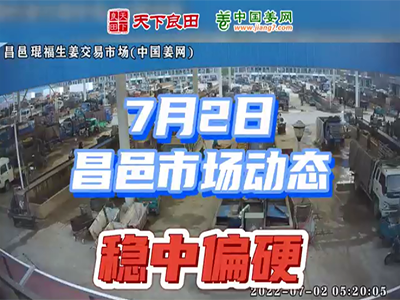 7月2日 昌邑生姜交易實況（穩中偏硬） (2215播放)