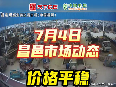 7月4日 昌邑生姜交易實況（價格平穩） (2595播放)