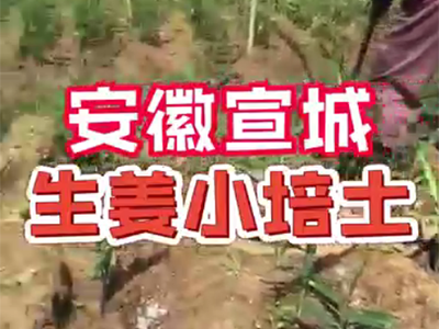 生姜種植：安徽宣城生姜小培土 (2065播放)
