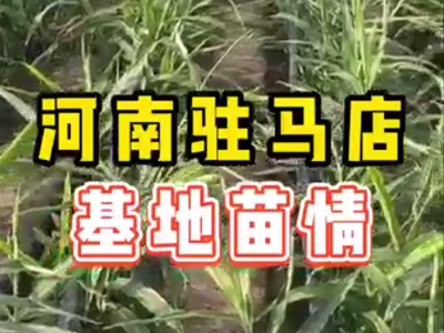 生姜種植：河南駐馬店基地苗情 (2019播放)