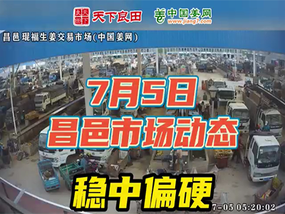 7月5日 昌邑生姜交易實況（穩中偏硬） (2224播放)