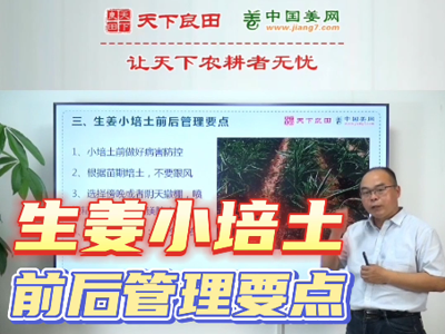 生姜種植：小培土前后管理要點 ()
