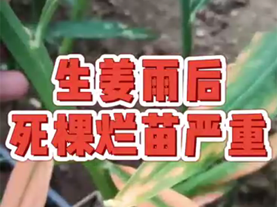 生姜種植：雨后生姜死棵爛苗嚴重 (1876播放)
