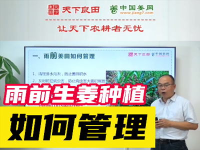 生姜種植：雨前生姜種植如何管理？ (2037播放)