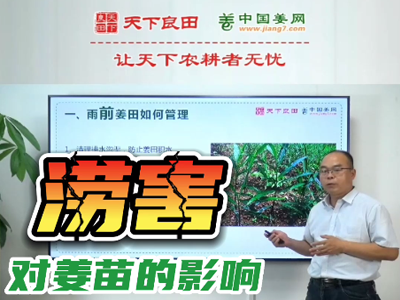 生姜種植：澇害對姜苗的影響 ()