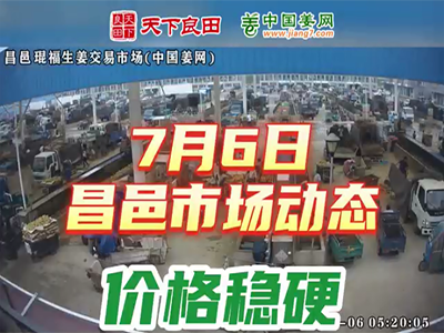 7月6日 昌邑生姜交易實況（價格穩硬） (2519播放)