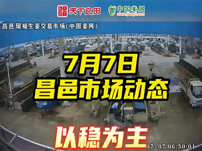 7月7日 昌邑生姜交易實況（以穩為主） (2680播放)