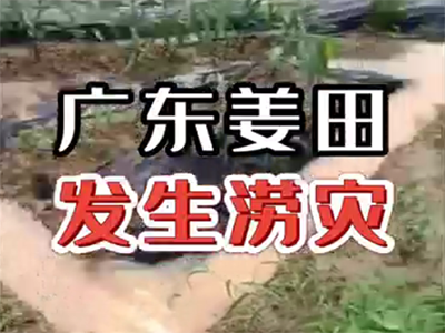 生姜種植：廣東姜田發生澇災，做好疏通溝渠排水 (2160播放)