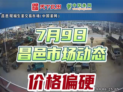 7月9日 昌邑生姜交易實況（價格偏強） (2646播放)