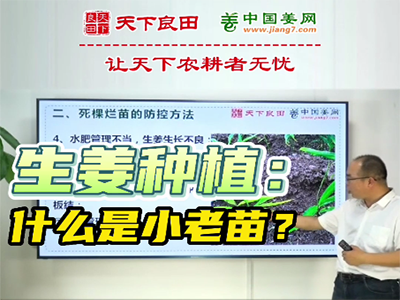 生姜種植：什么是小老苗？ ()
