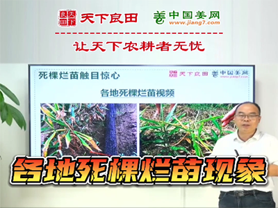 生姜種植：雨后各地死棵爛苗現象嚴重 (1819播放)