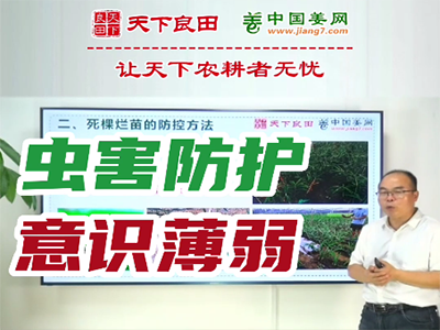 生姜種植：蟲害防護意識薄弱 ()