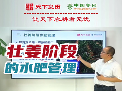 生姜種植：壯姜階段的水肥管理 (2129播放)