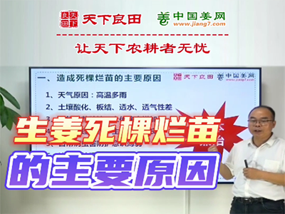 生姜種植：生姜死棵爛苗的主要原因 ()