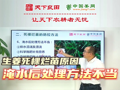 生姜種植：生姜死棵爛苗原因：淹水后處理方法不當(dāng) (2354播放)