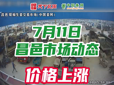 7月11日 昌邑生姜交易實況（價格暴漲） (2588播放)