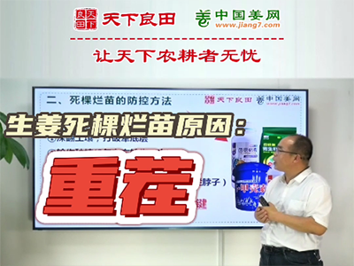 生姜種植：生姜死棵爛苗原因：重茬 ()