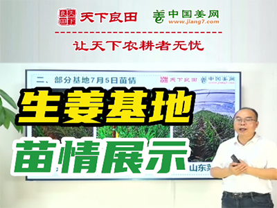 生姜種植：生姜基地苗情展示 (2162播放)
