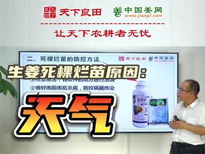 生姜種植：生姜死棵爛苗原因：天氣 ()