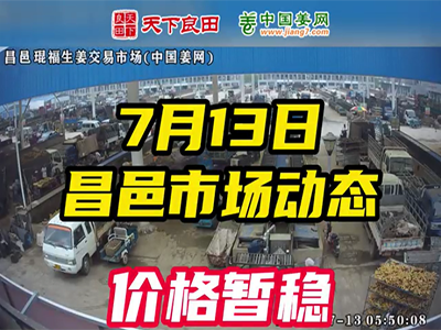 7月13日 昌邑生姜交易實況（價格平穩） (2326播放)
