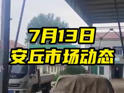 7月13日 安丘生姜交易實況（價格平穩(wěn)） (2536播放)