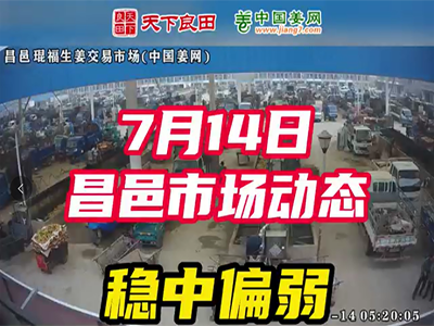 7月14日 昌邑生姜交易實況（穩中偏弱） (2281播放)
