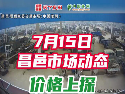 7月15日 昌邑生姜交易實況（價格上探） (2314播放)