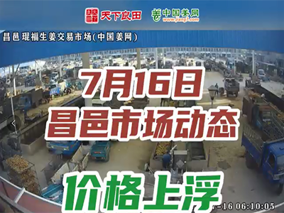 7月16日 昌邑生姜交易實況（價格上漲） (2322播放)